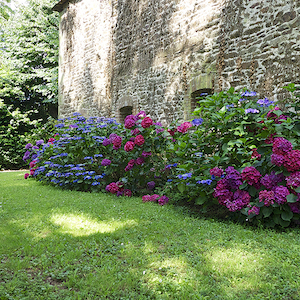 christophe-robieux-vegetal