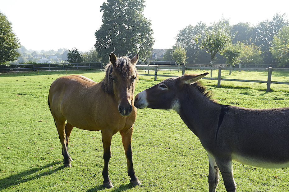 etablissements-robieux-cloture-equestre